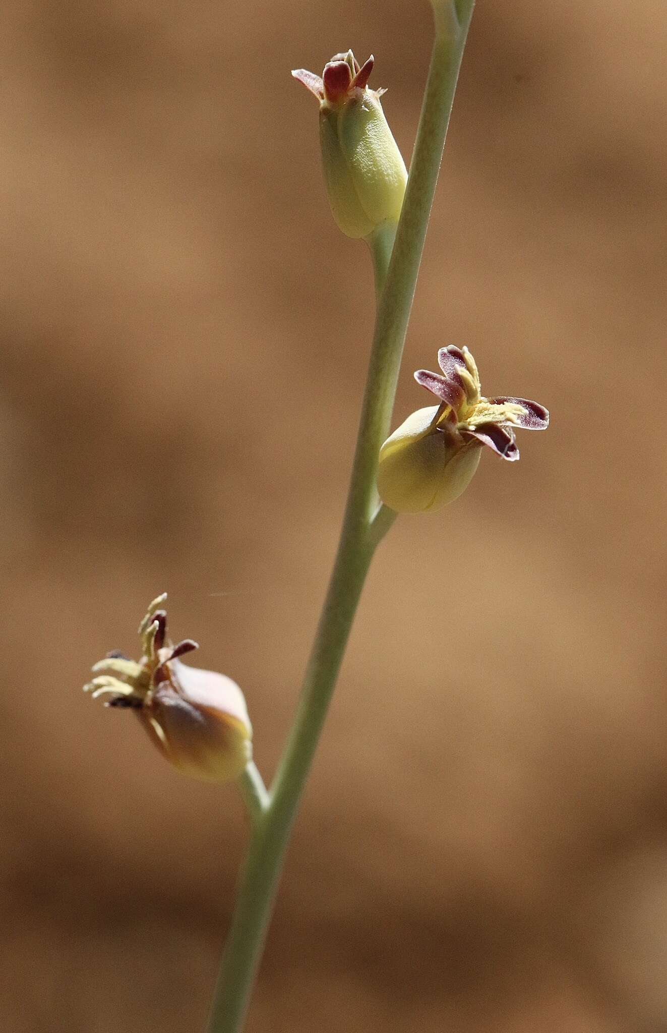 Слика од Streptanthus cordatus subsp. piutensis (J. Howell) D. W. Taylor