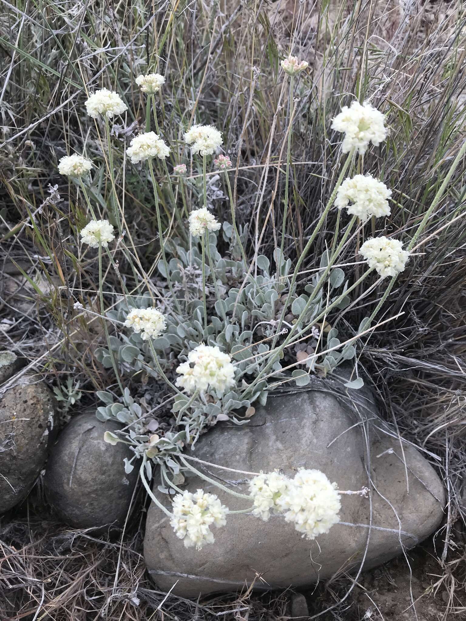 Image of cushion buckwheat