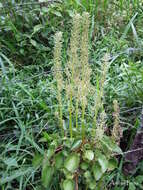 Image of Peperomia peltigera C. DC.