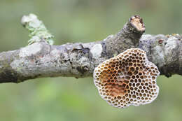 Image of Trametes hirta (P. Beauv.) Zmitr., Wasser & Ezhov 2012