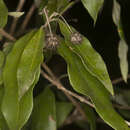 Imagem de Backhousia leptopetala (F. Müll.) M. G. Harr.