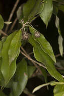 Image of Backhousia leptopetala (F. Müll.) M. G. Harr.