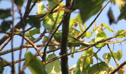 Image of Green Shrike-Vireo