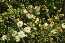 Image de Melaleuca squarrosa Donn