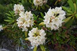 صورة Rhododendron brachycarpum D. Don ex G. Don