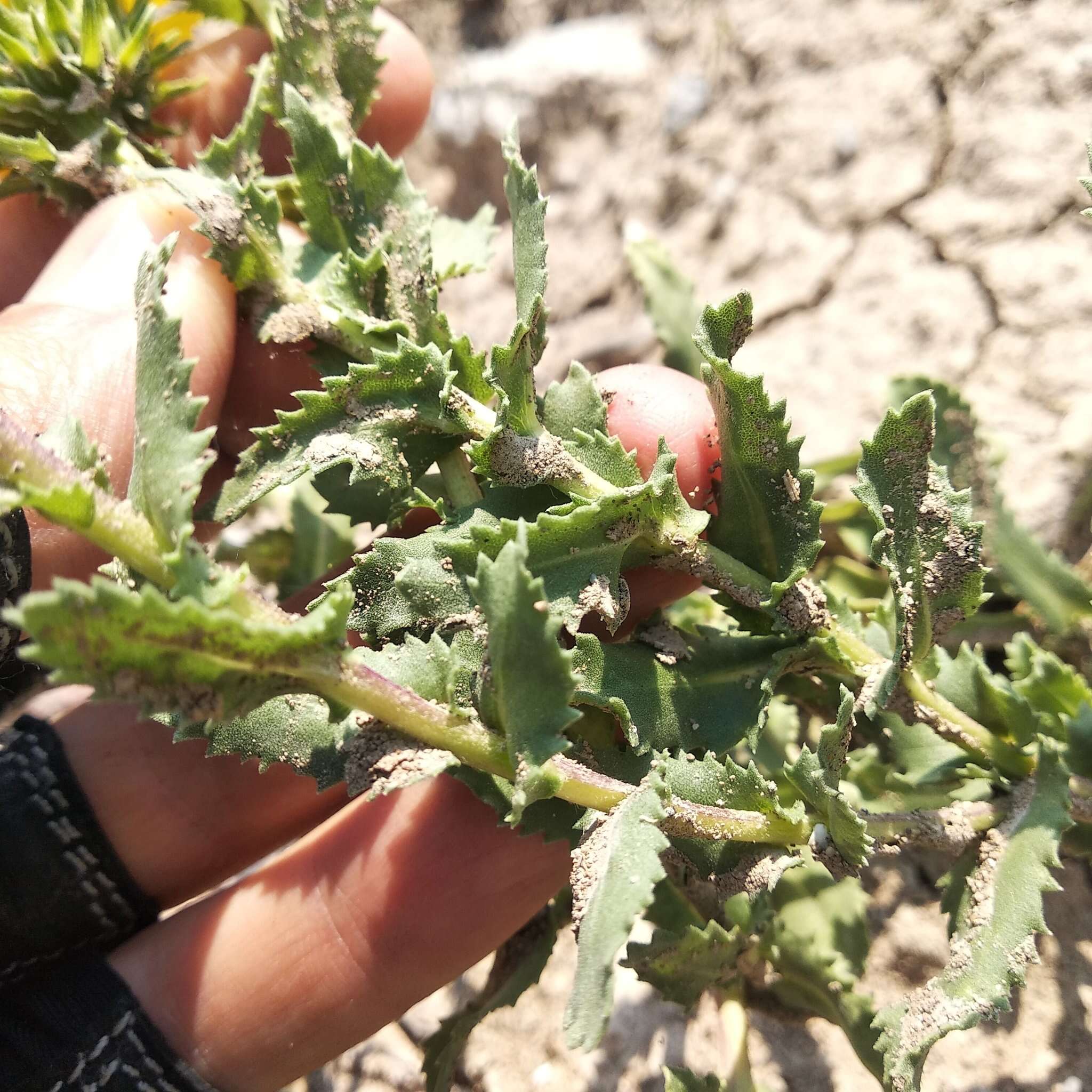 Image of Grindelia inuloides Willd.