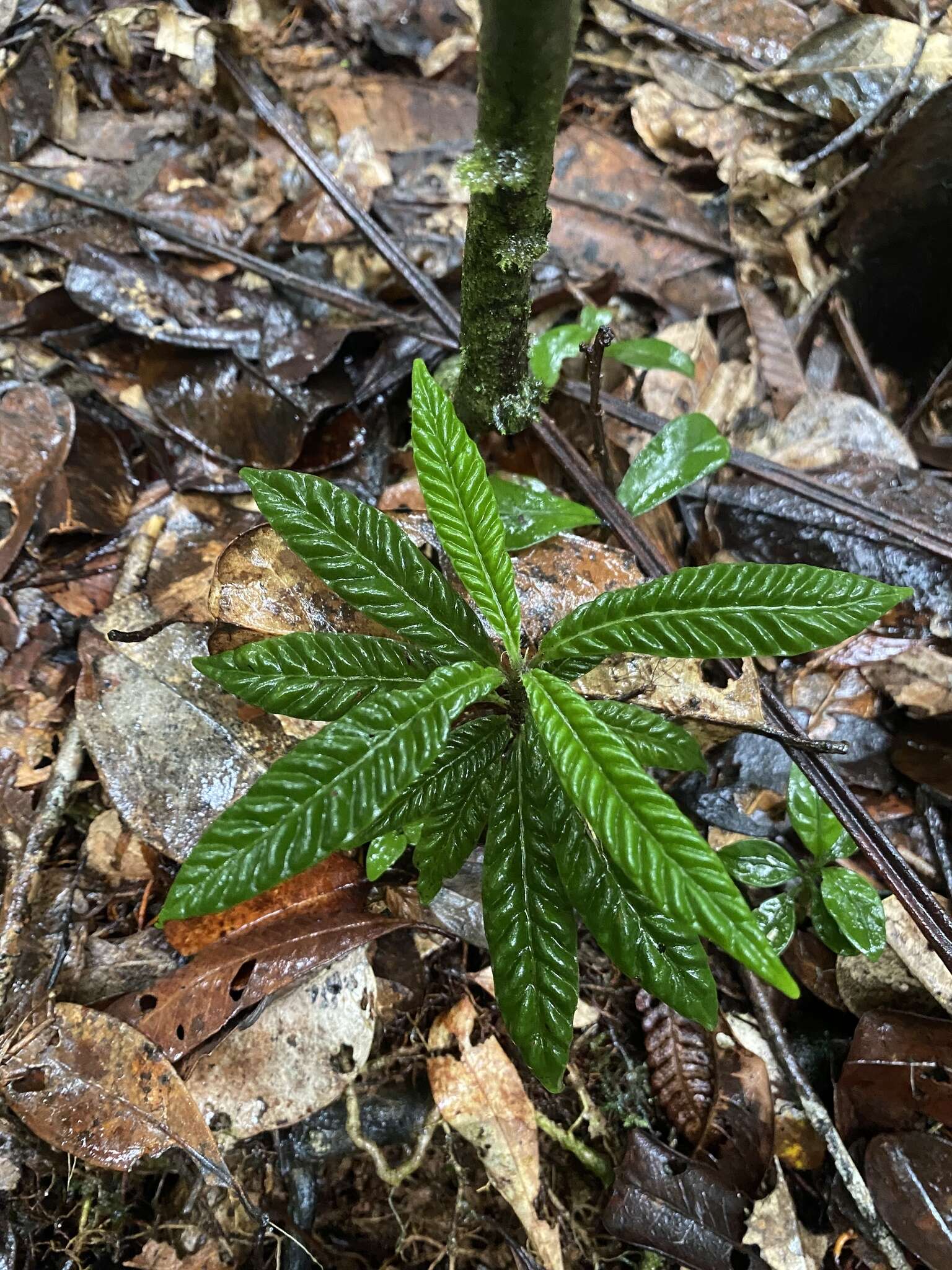 Imagem de Psychotria armandii Razafim. & B. Bremer