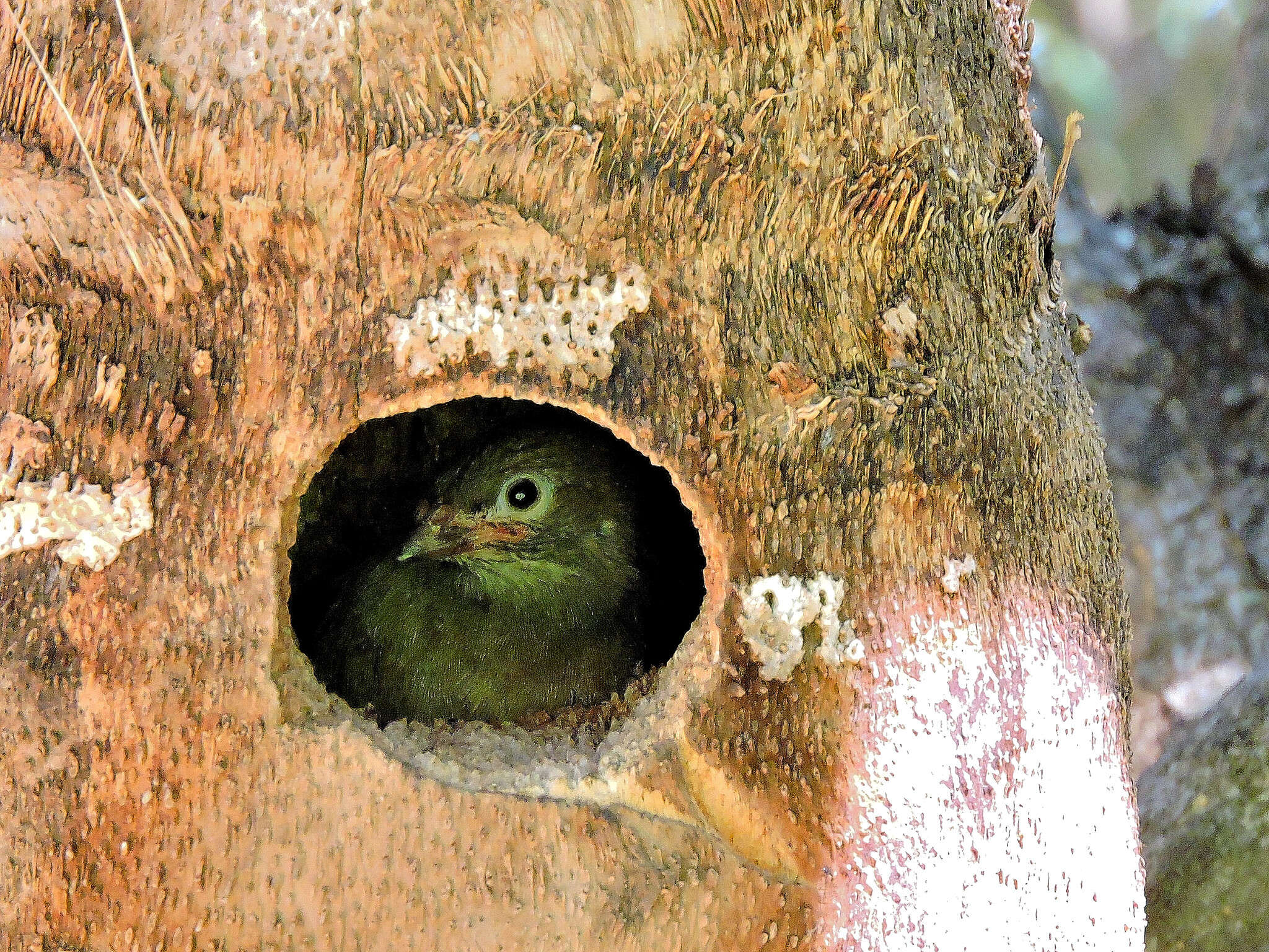 Image of Lesser Honeyguide