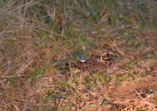 Image of Natal Nightjar