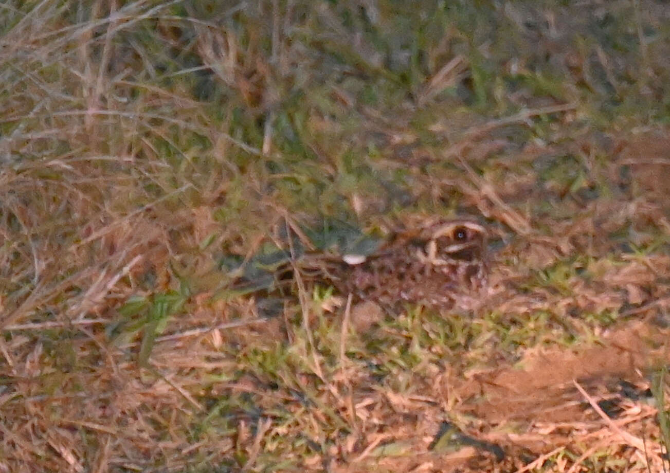 Image of Natal Nightjar