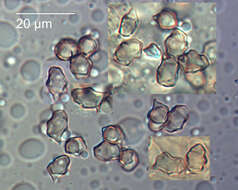 Image of Entoloma bryorum Romagn. 1988