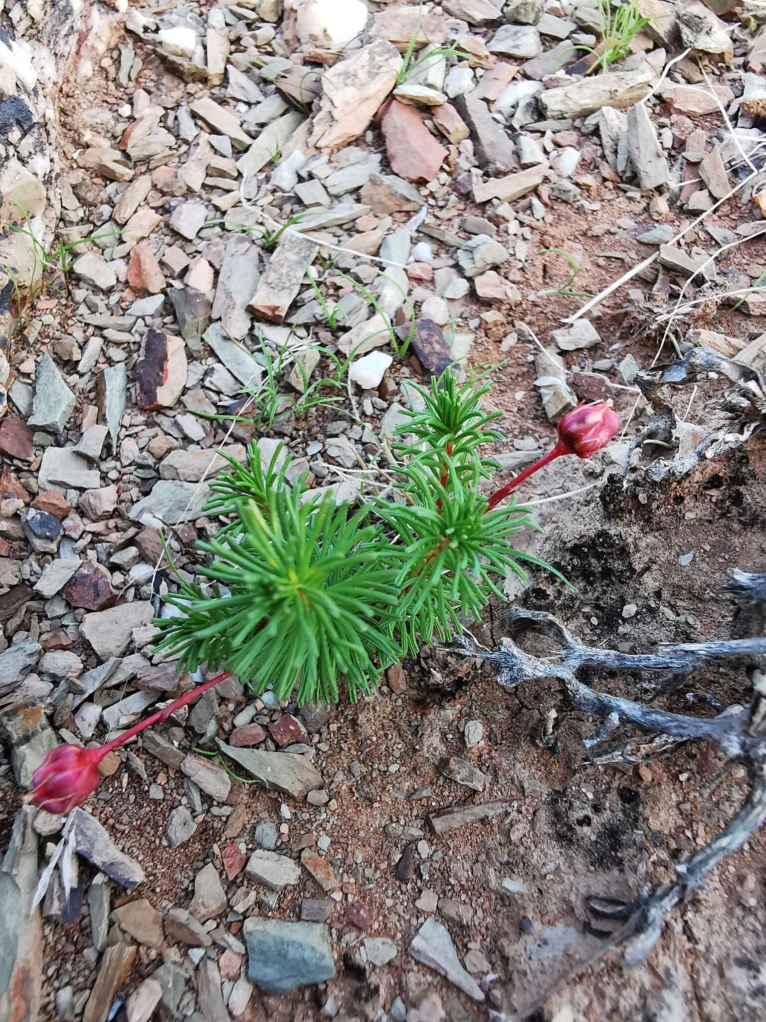 Sivun Oxalis melanograpta Salter kuva