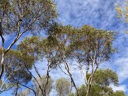 Image of Eucalyptus rigidula subsp. rigidula