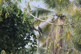 Imagem de pombo imperial verde