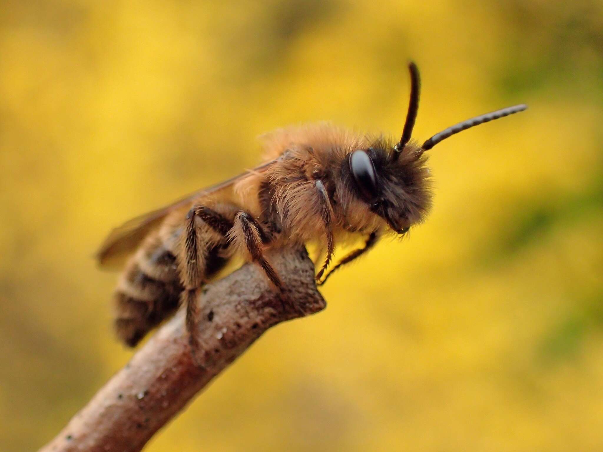 Image of Andrena bimaculata (Kirby 1802)