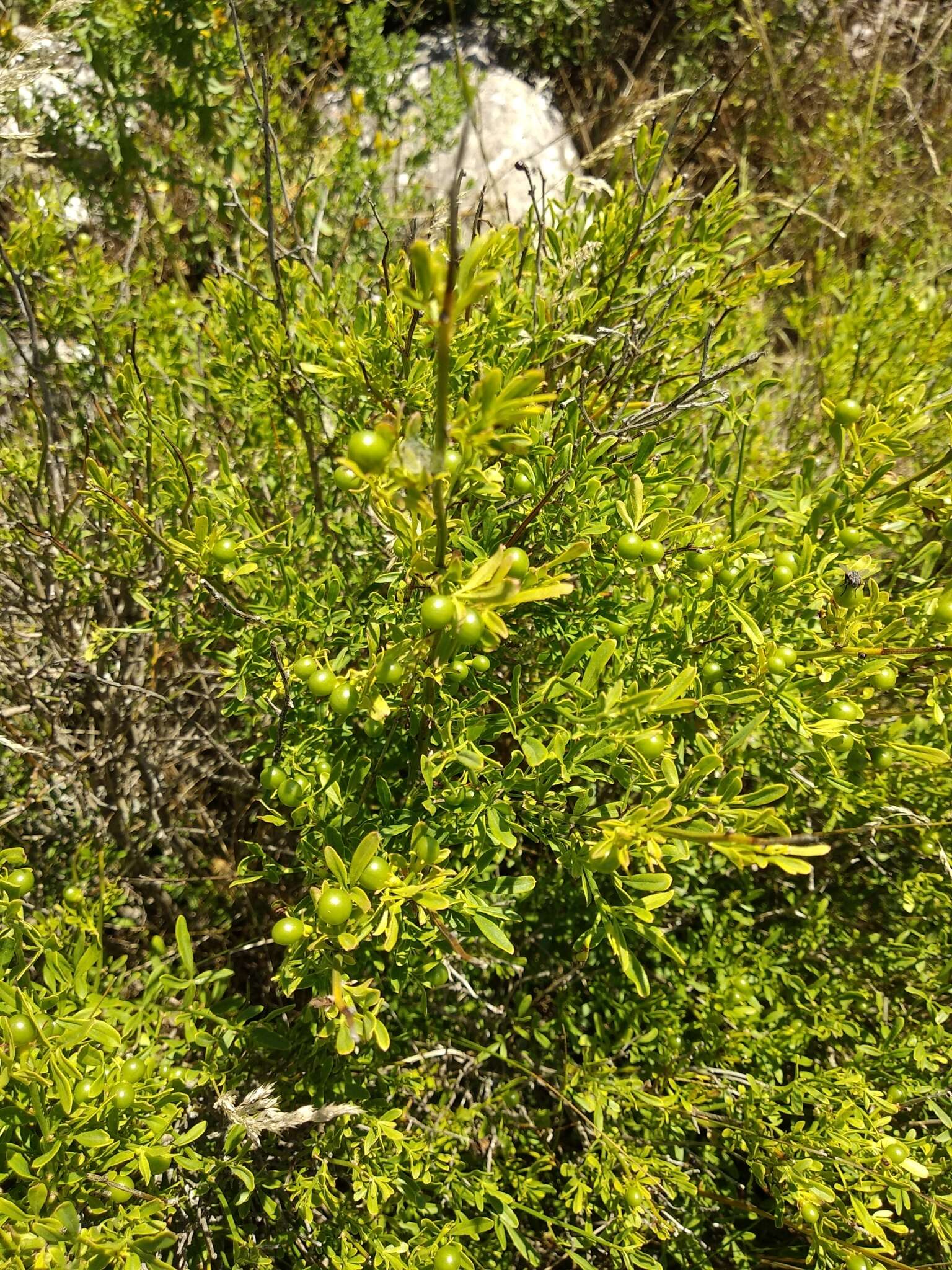 Image of Chrysojasminum fruticans (L.) Banfi