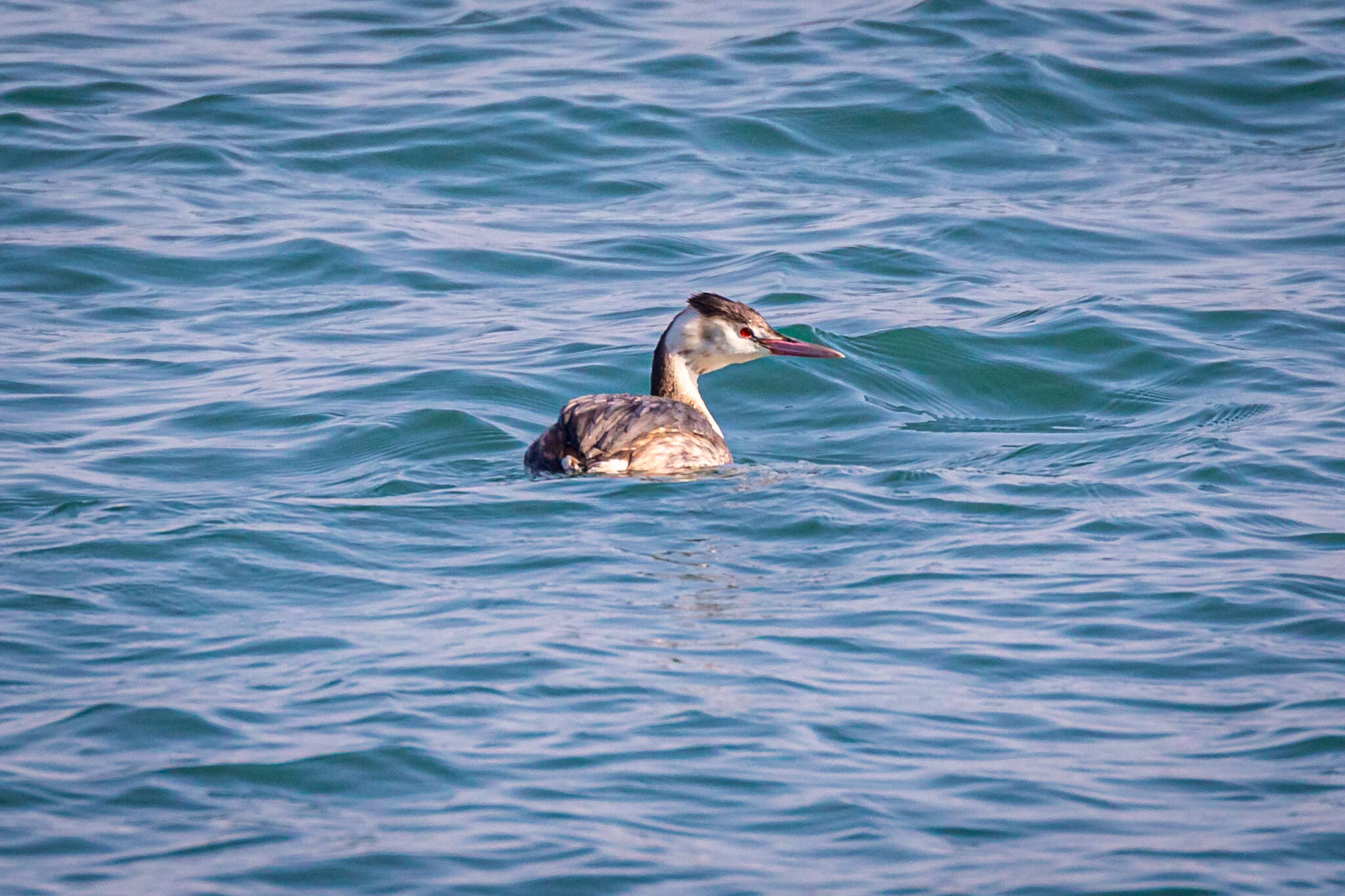 Imagem de Podiceps cristatus cristatus (Linnaeus 1758)