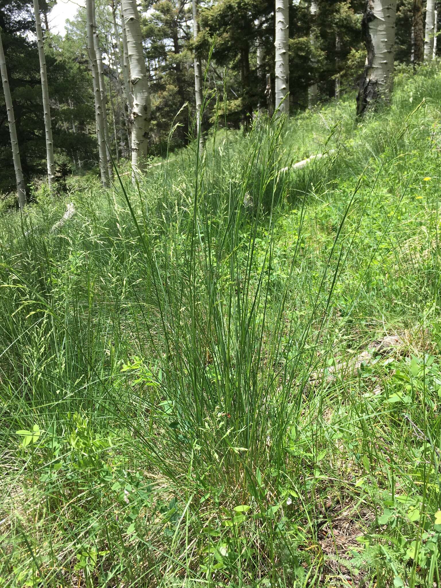 Image of Thurber's fescue