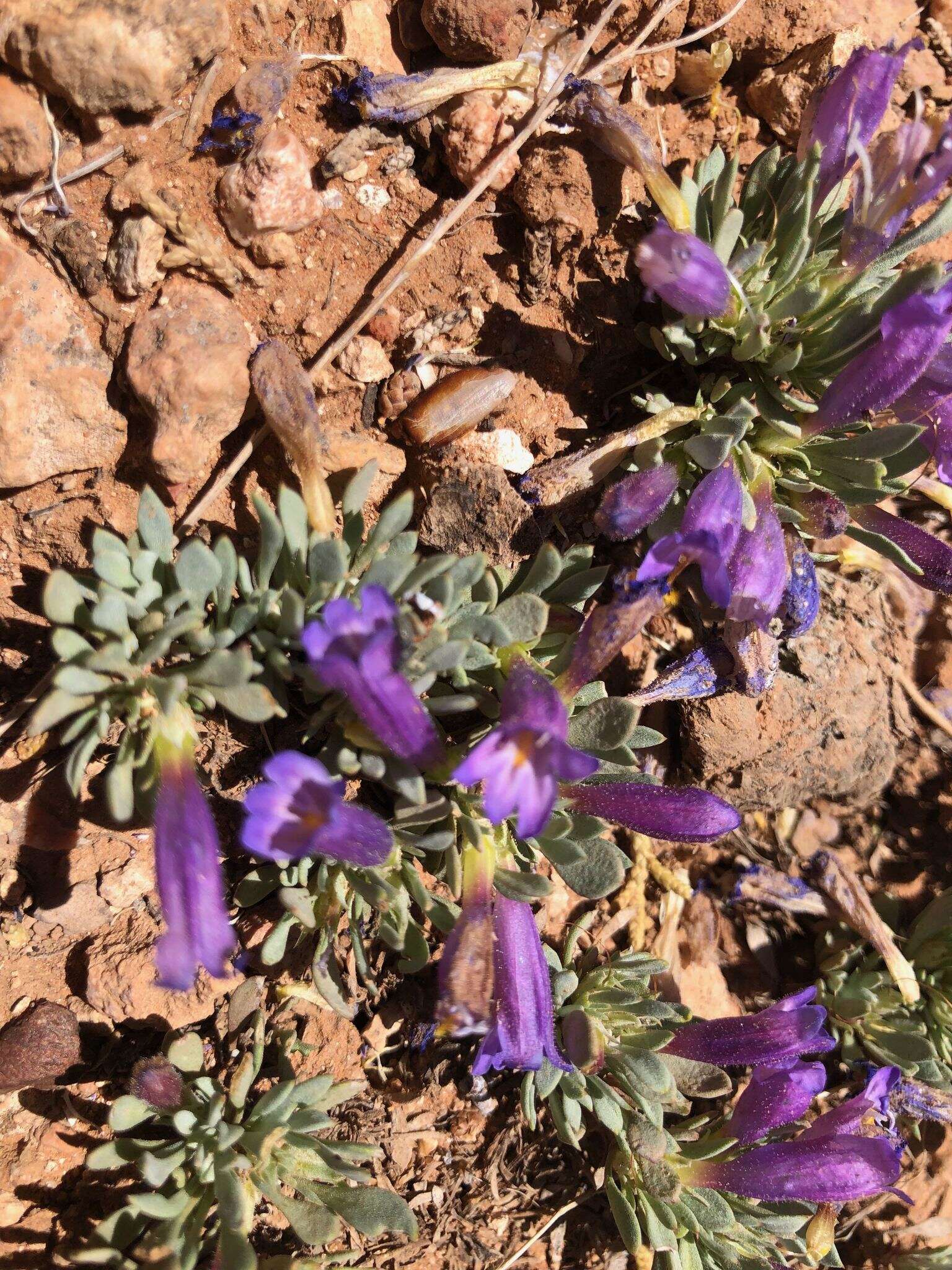 Image of mat penstemon