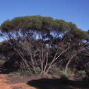 Image of Eucalyptus kochii subsp. yellowdinensis D. Nicolle