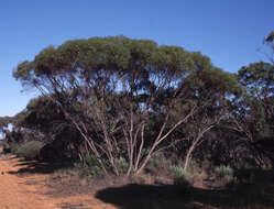 Image of Eucalyptus kochii subsp. yellowdinensis D. Nicolle