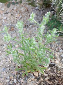 Image of Mexican cryptantha