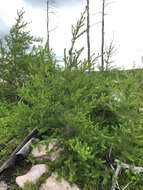 Image of jack pine