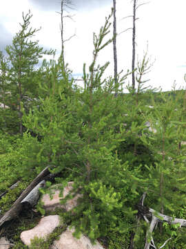 Image of jack pine