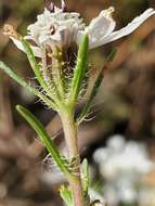 صورة Calycadenia fremontii A. Gray