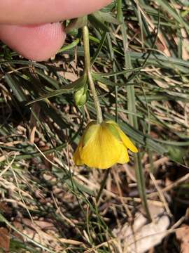 Image of Ranunculus montanus Willd.