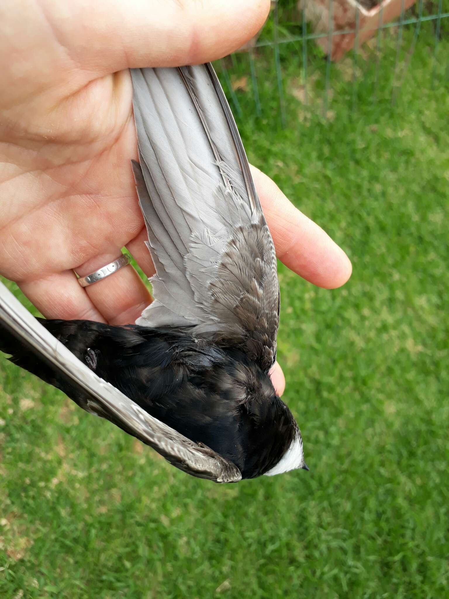 Image of African White-rumped Swift