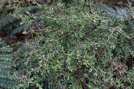 Image of Coprosma cuneata Hook. fil.