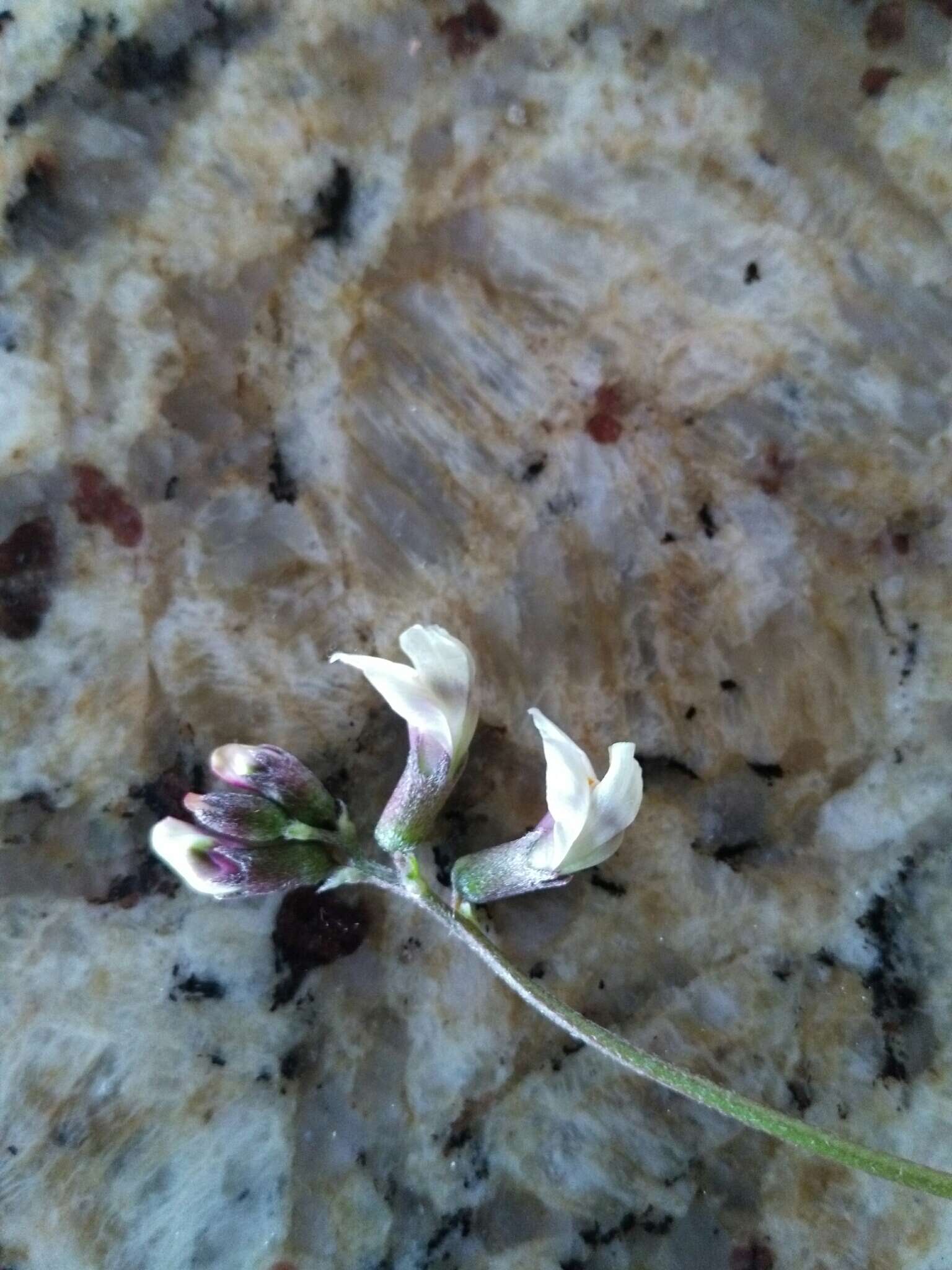 Imagem de Astragalus obscurus S. Wats.