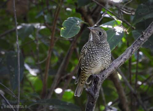 Imagem de Monticola gularis (Swinhoe 1863)