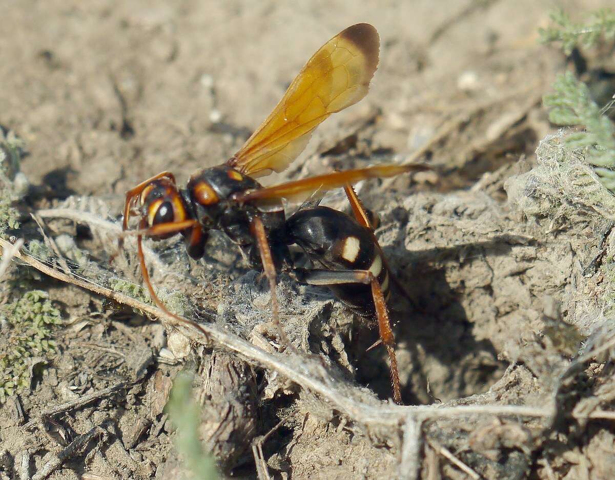 Image of Cryptocheilus octomaculatus (Rossi 1790)