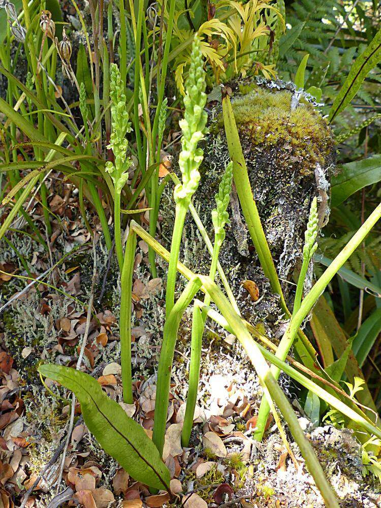 Image of Common onion orchid