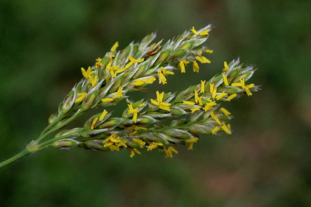 Image of Alloteropsis semialata (R. Br.) Hitchc.