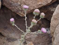 Imagem de Cirsium neomexicanum A. Gray