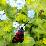 Image of Zygaena angelicae Ochsenheimer 1808