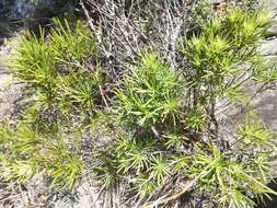 Image of Podocarpus capuronii de Laub.