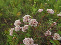 Limonium flexuosum (L.) Kuntze resmi