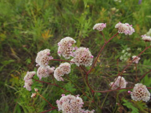 Image de Limonium flexuosum (L.) Kuntze