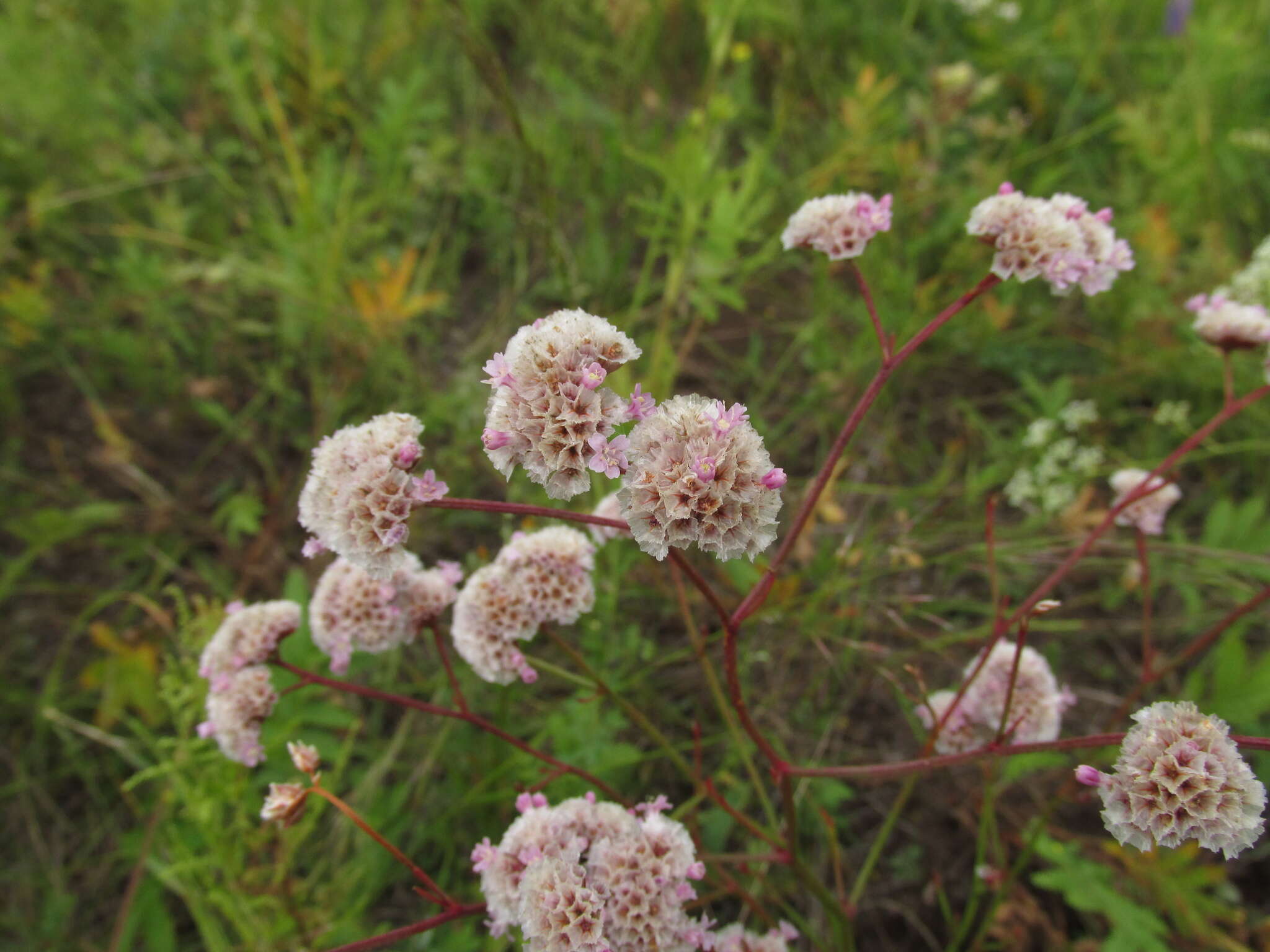 Imagem de Limonium flexuosum (L.) Kuntze