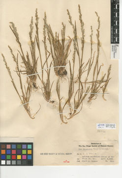 Image of Bigelow's bluegrass