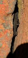 Image of Peers’ Girdled Lizard