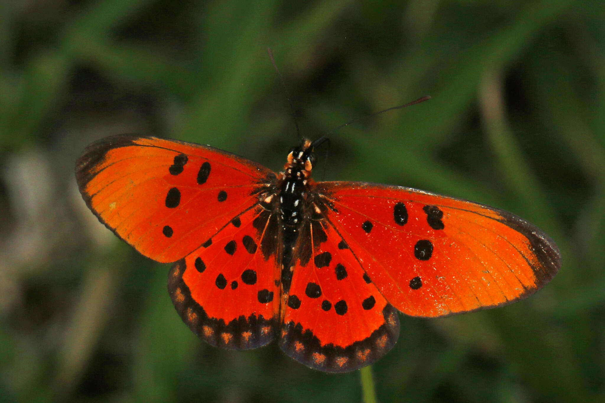 Image of <i>Acraea <i>acrita</i></i> acrita