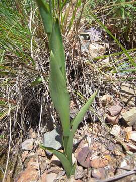 Image of Odontorrhynchus alticola Garay