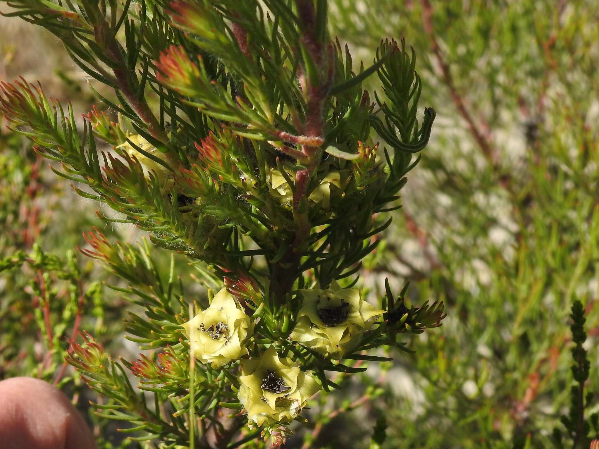 Image of Bredasdorp conebush