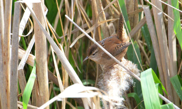 Image of Marsh Wren