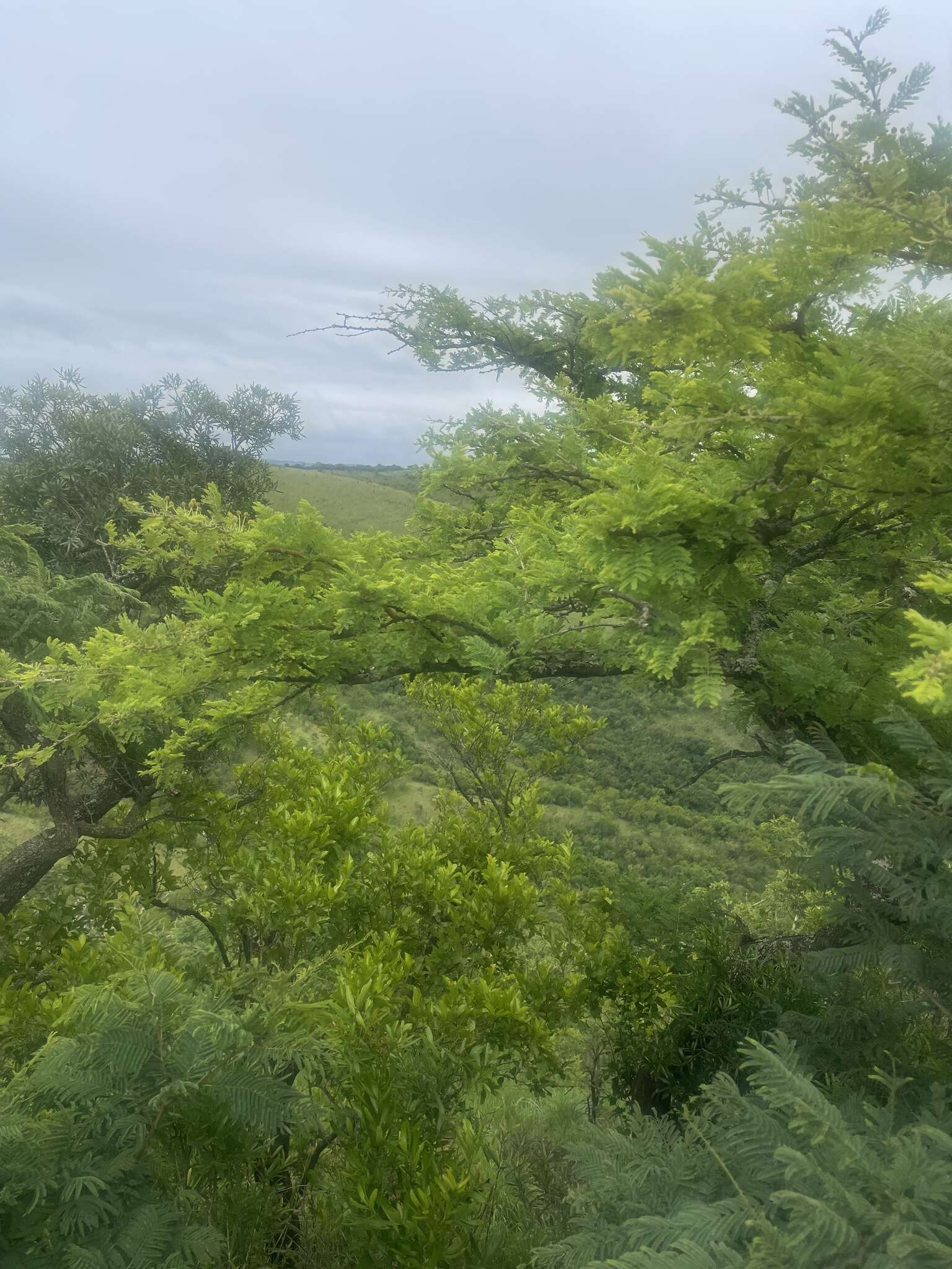 Image of Grey-haired acacia